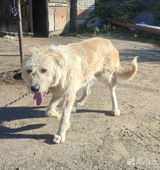 Большой и красивый кобель- бородач