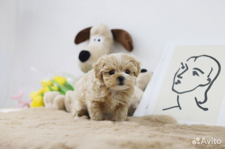 Мальтипу Luxury mini