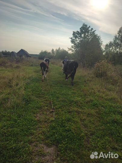 Корова стельная дойная
