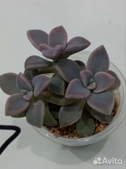Суккуленты в ассортименте