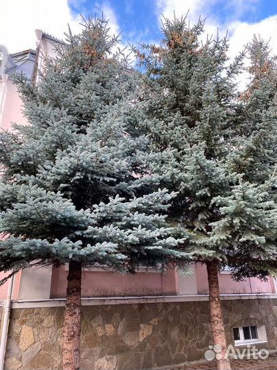 Ель голубая