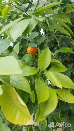 Мандариновое дерево с плодами