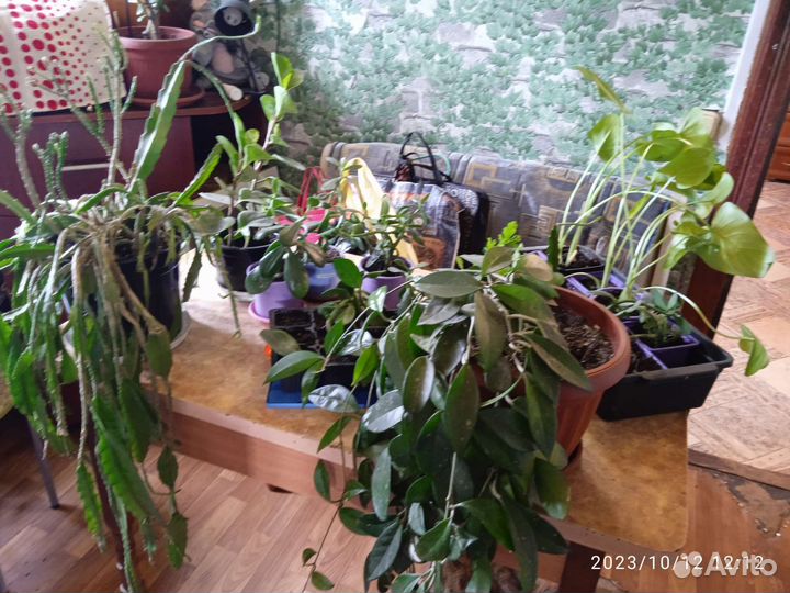 Комнатные цветы