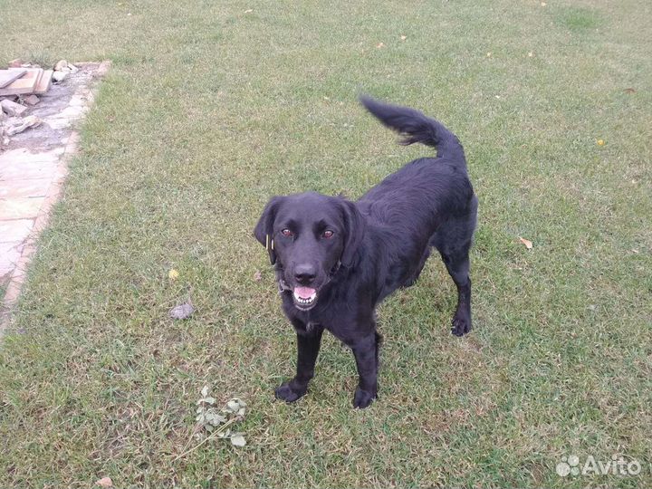 Собака ищет дом