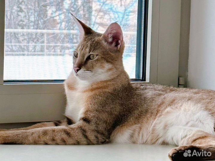 Котята Чаузи Ф1 и Ф2 из питомника