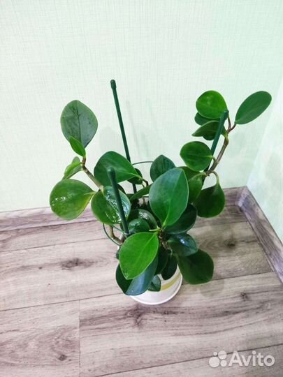 Пеперомия: туполистная и перескиелистная