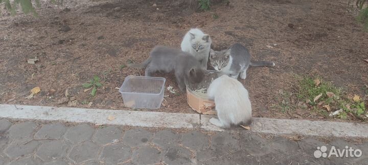 Котята в добрые руки бесплатно