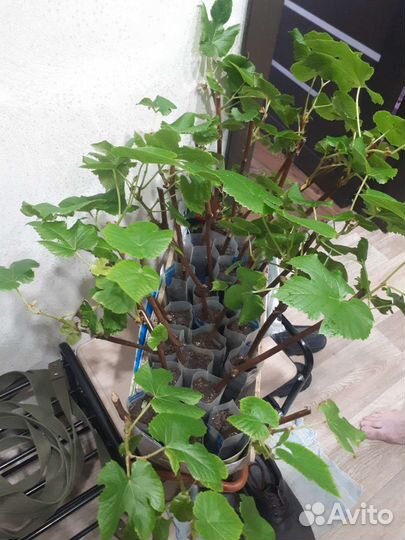 Саженцы винограда