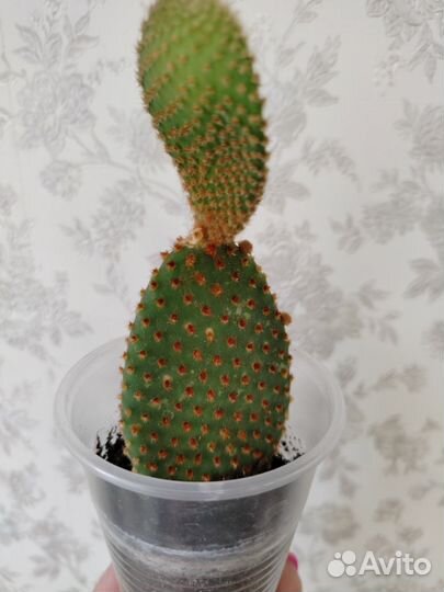 Кактус Опунция