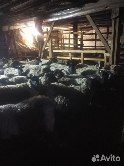 Романовские бараны, овцы