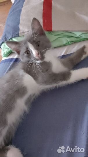 Кошка