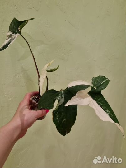 Сингониум империал вайт