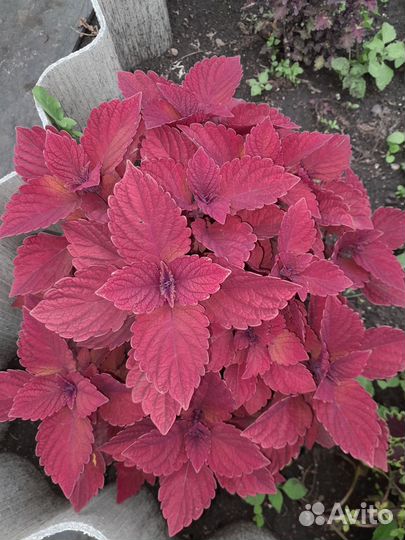 Колеусы сортовые