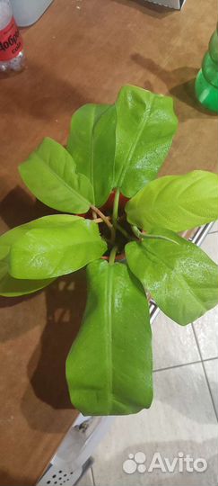 Филодендрон малай голд