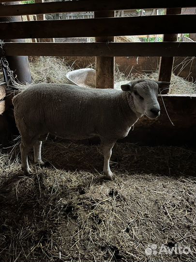 Бараны тексель