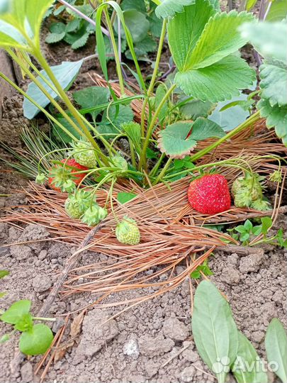 Огурцы, помидоры свежие дачные, ягода, зелень