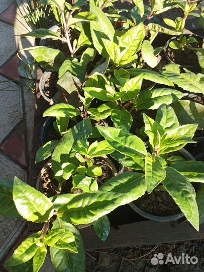 Джинура листья бога