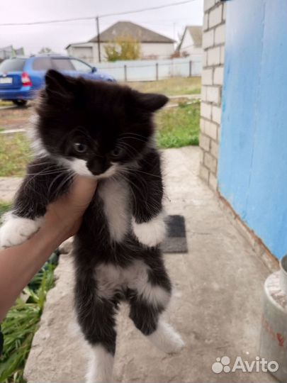 Кошка в дар бесплатно