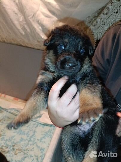 Немецкая овчарка