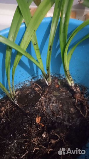 Комнатные цветы