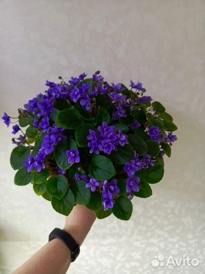 Фиалка ампельная