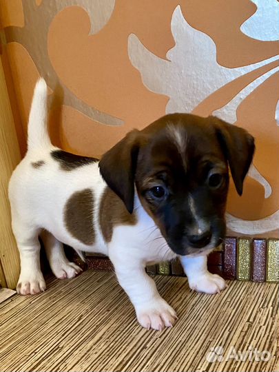 Джек Рассел терьер