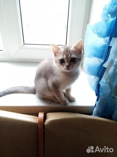 Шотландские котятки