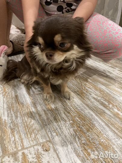 Собака чихуа хуа