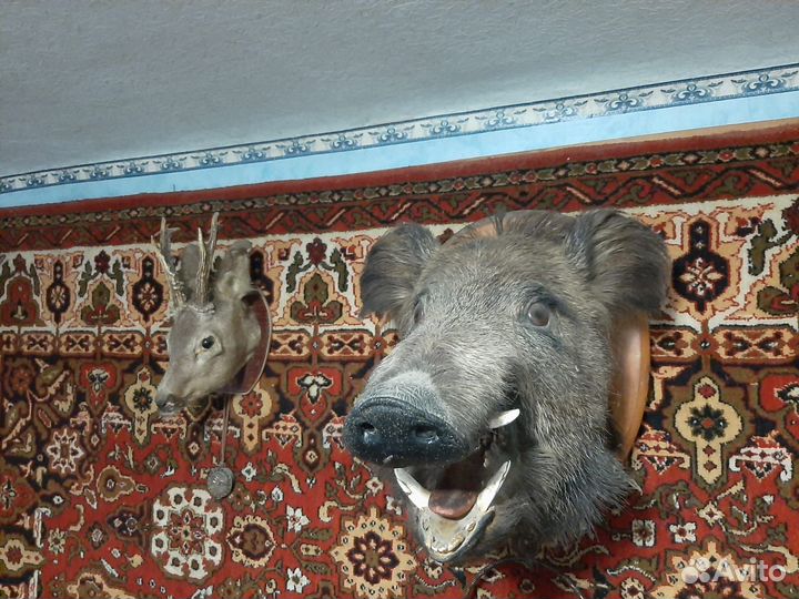 Чучела животных