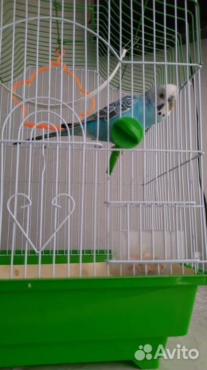 Попугай вместе с клеткой