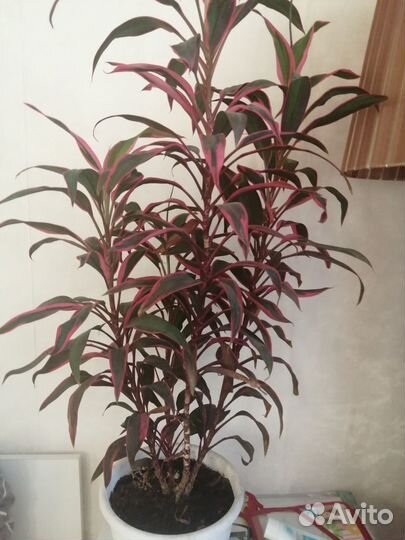 Шефлера, драцена