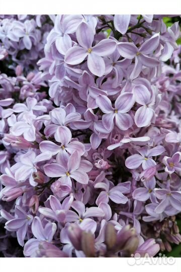 Сирень / саженцы