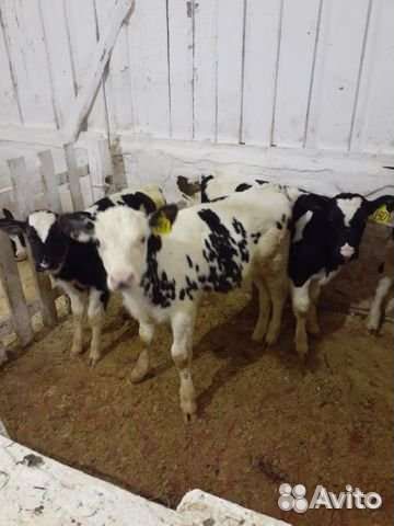 Телята бычки на откорм
