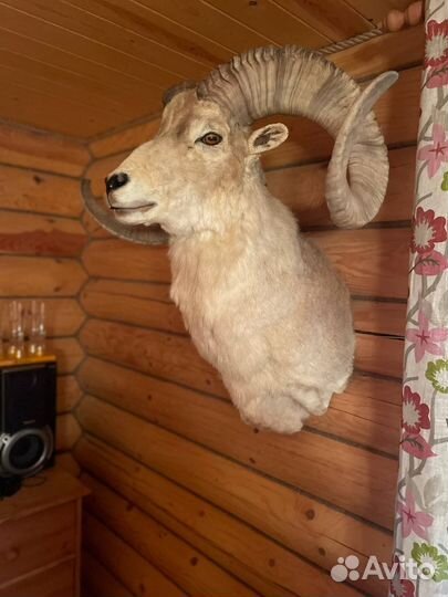 Чучела животных