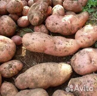 Картофель розовый Славянка