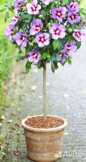 Гибискус древовидный сирийский