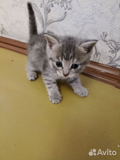 Шотландская