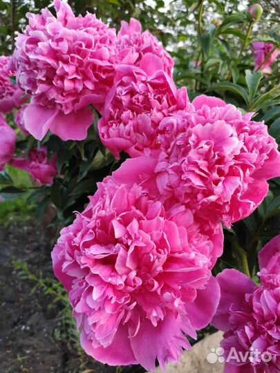 Пион (Очень Ароматный )