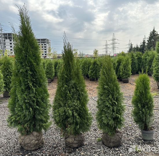 Туя смарагд