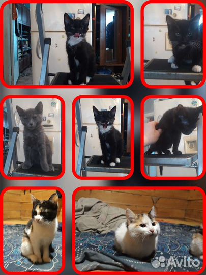 Котятки в добрые руки
