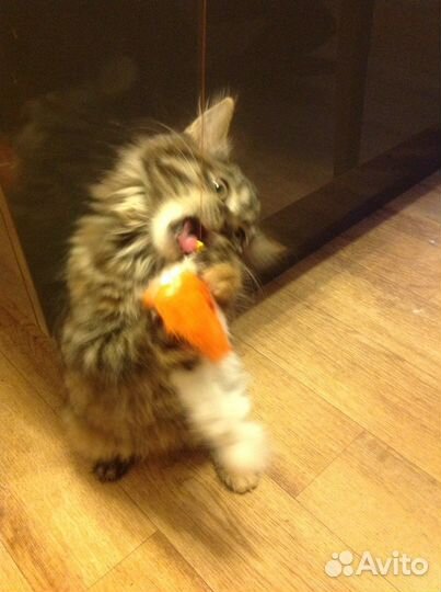 Кошка 1,5 месяца девочка породистая