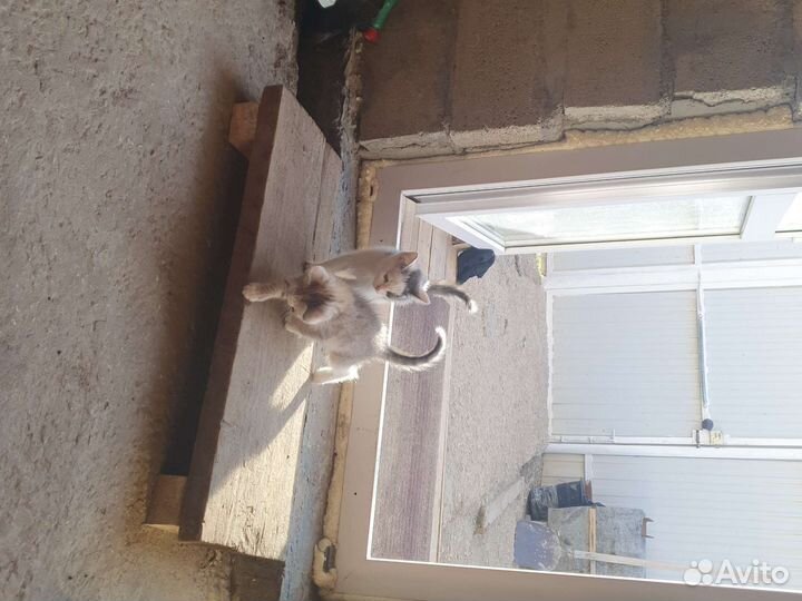 Котята самостоятельные)