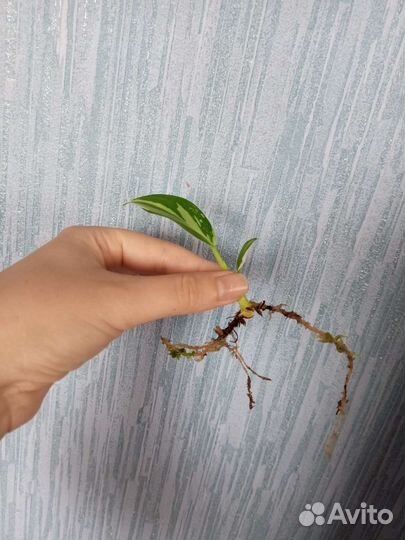 Филодендрон white wizard