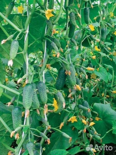 Самый Лучший гибрид огурца из Испании Бэрд F1