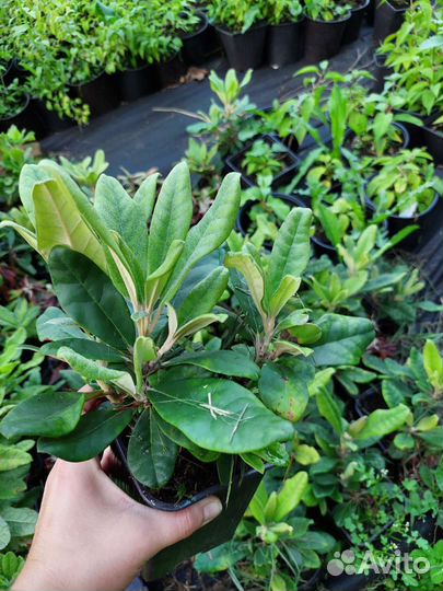 Рододендрон Хеллики