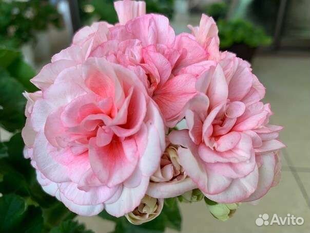 Сортовые пеларгонии