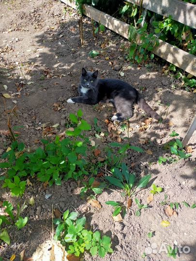 Кошки в добрые руки