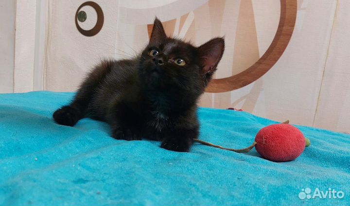 Кошки в добрые руки бесплатно