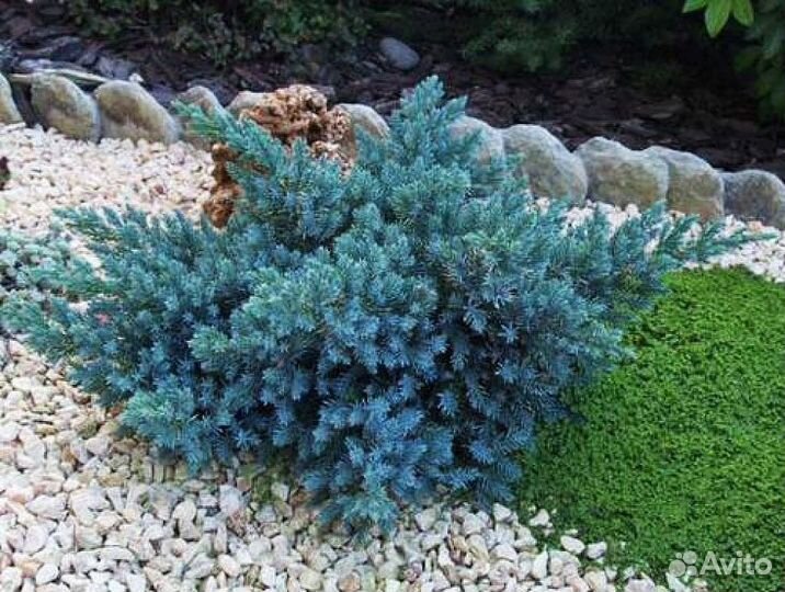 Можжевельник чешуйчатый Блю Стар