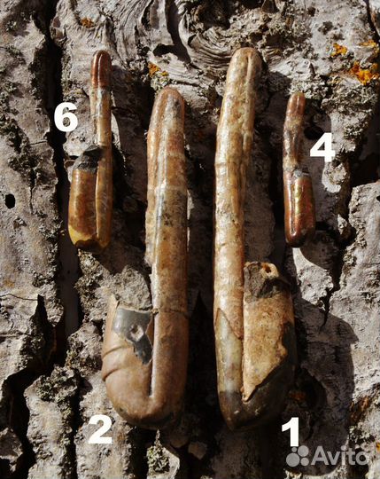 Гетероморфные аммониты, разные виды, окаменелости